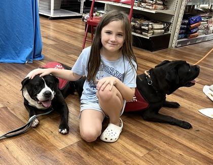 Enlarge Midnight, a Adoptable mixed breed in Palm Coast, FL image 3/3