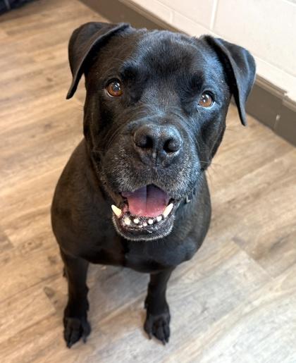 Enlarge Midnight, a Adoptable mixed breed in Palm Coast, FL image 3/3