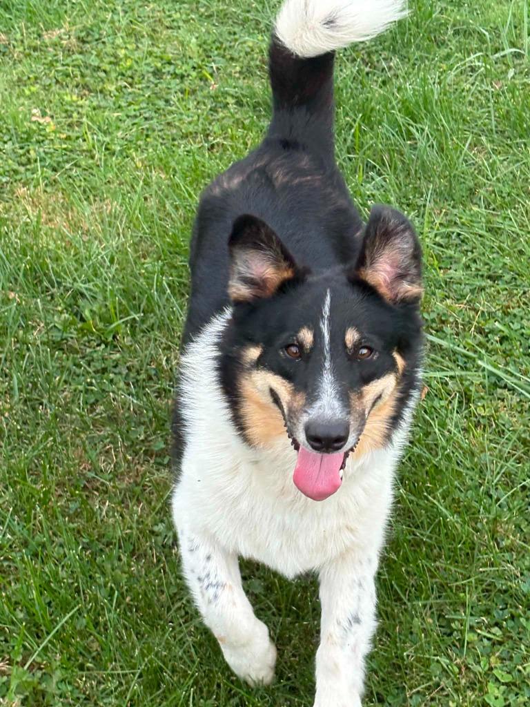 Enlarge Rover, a Adoptable mixed breed in Sprakers, NY image 1/3