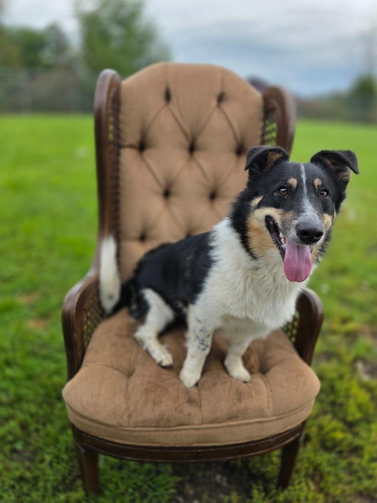 Enlarge Rover, a Adoptable mixed breed in Sprakers, NY image 2/3