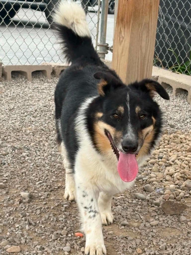 Enlarge Rover, a Adoptable mixed breed in Sprakers, NY image 3/3