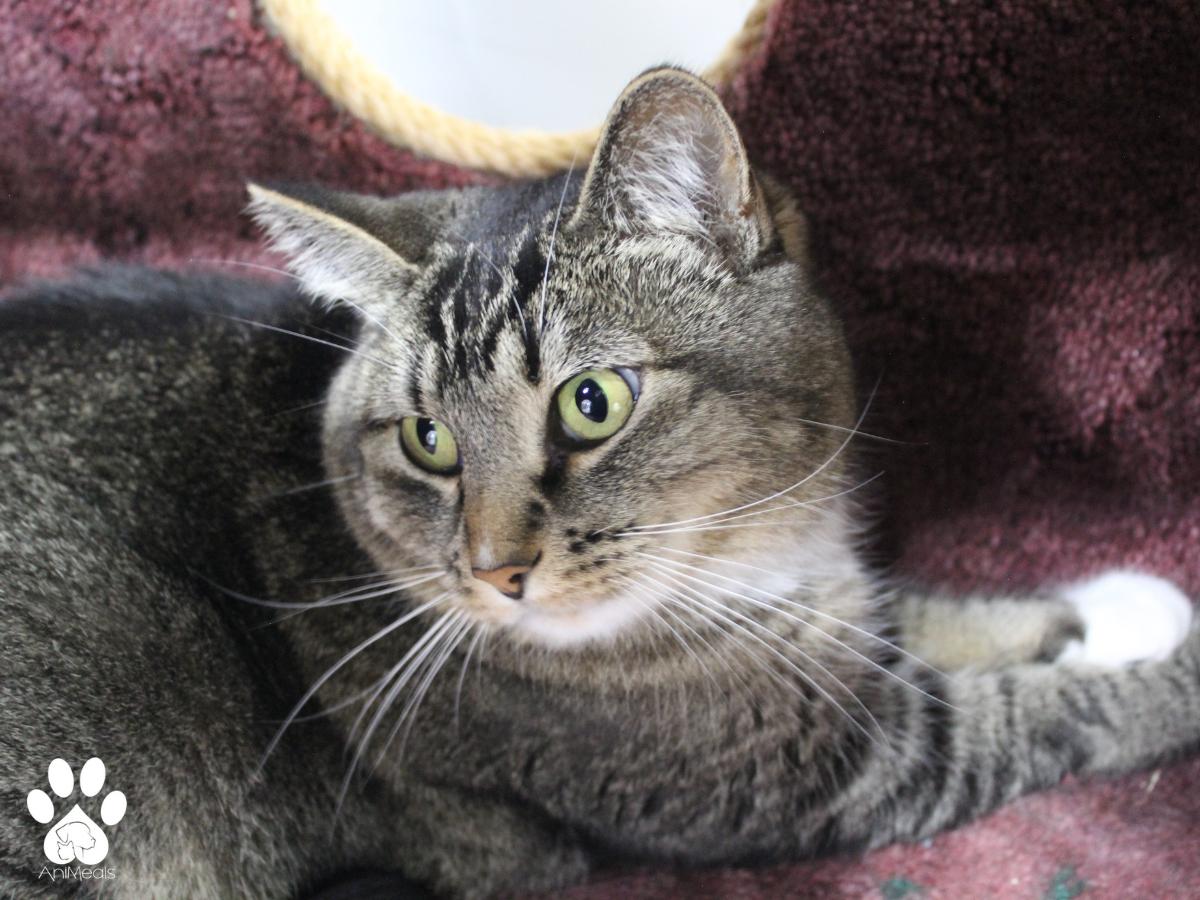 Jane, an adoptable Domestic Short Hair in Missoula, MT, 59808 | Photo Image 1