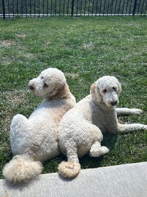 Enlarge Belle and Lola, a Adoptable mixed breed in Jacksonville, FL image 1/5