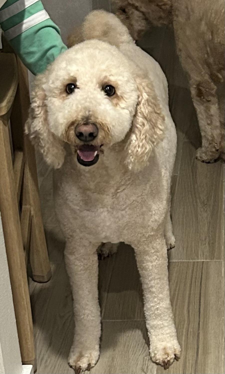 Enlarge Belle and Lola, a Adoptable mixed breed in Jacksonville, FL image 2/5