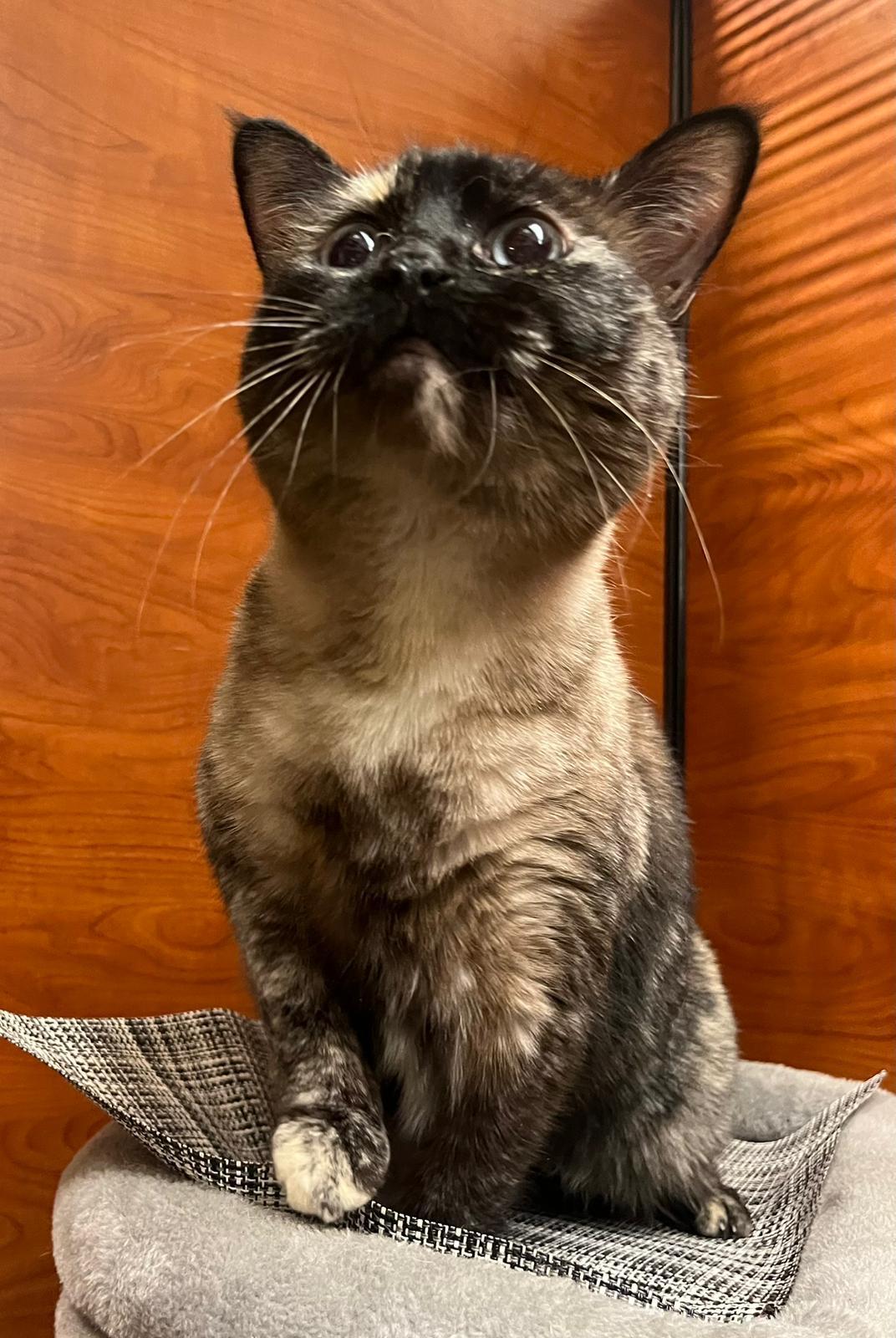 Mia, Adopted, Adult Female Domestic Short Hair.