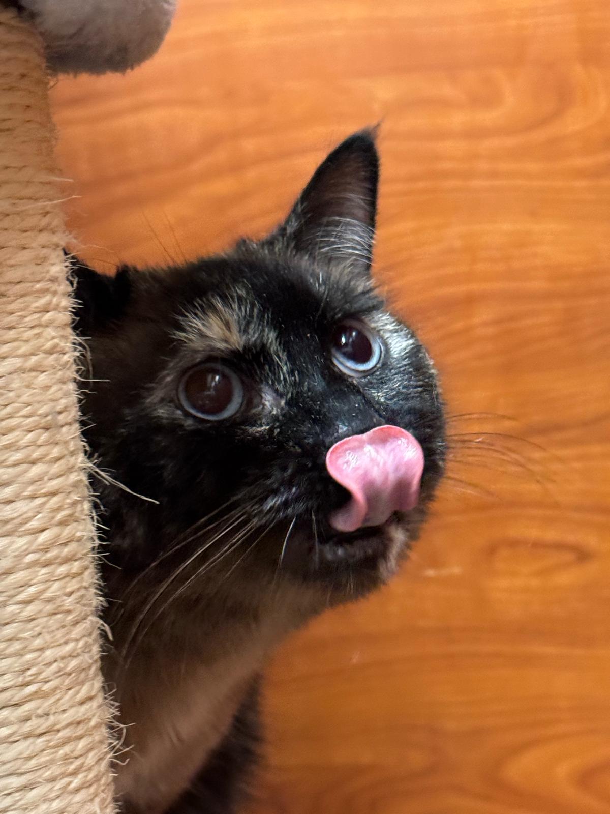 Enlarge Mia, a Adopted mixed breed in Hurricane, UT image 2/6