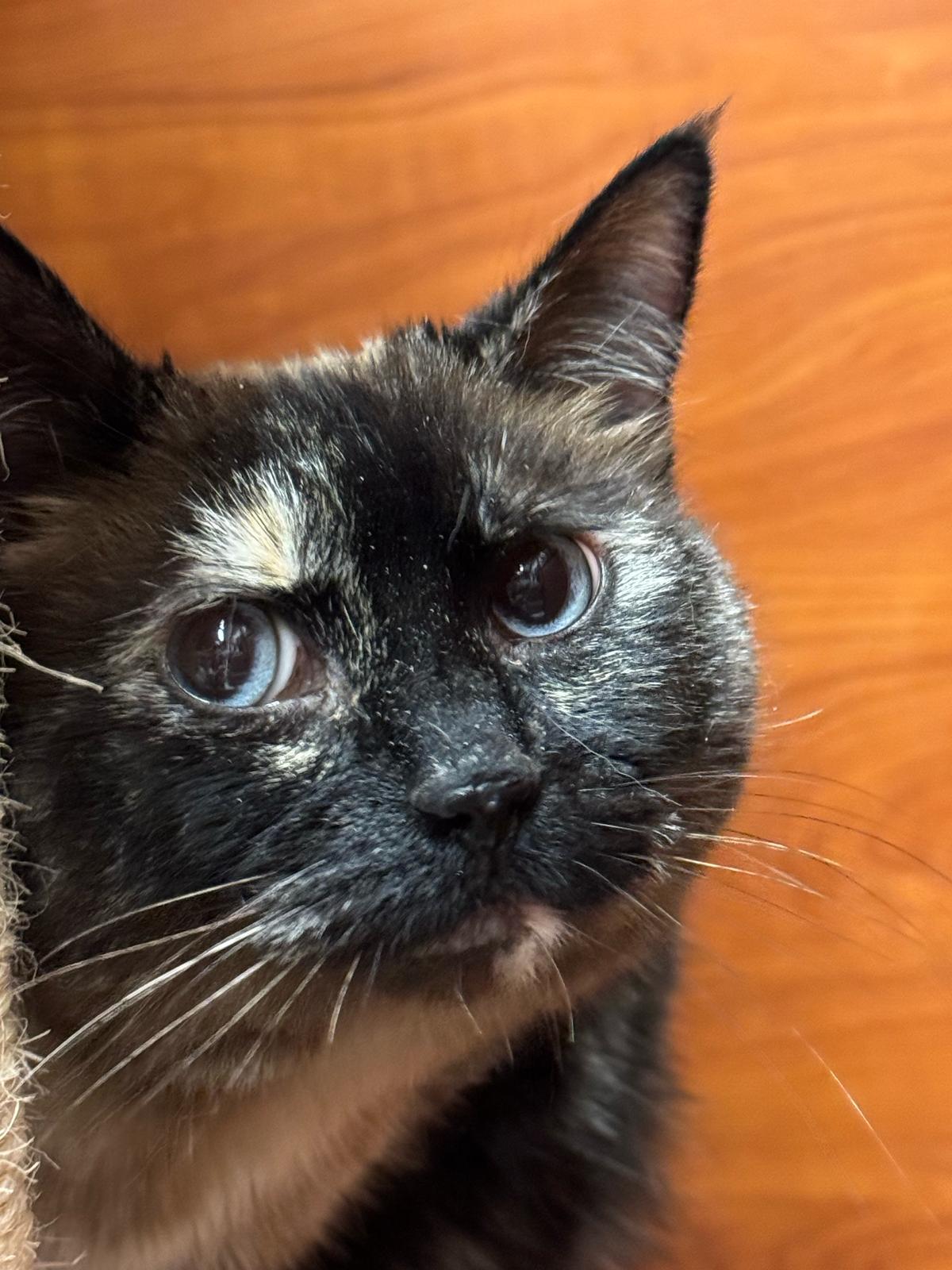 Enlarge Mia, a Adopted mixed breed in Hurricane, UT image 3/6