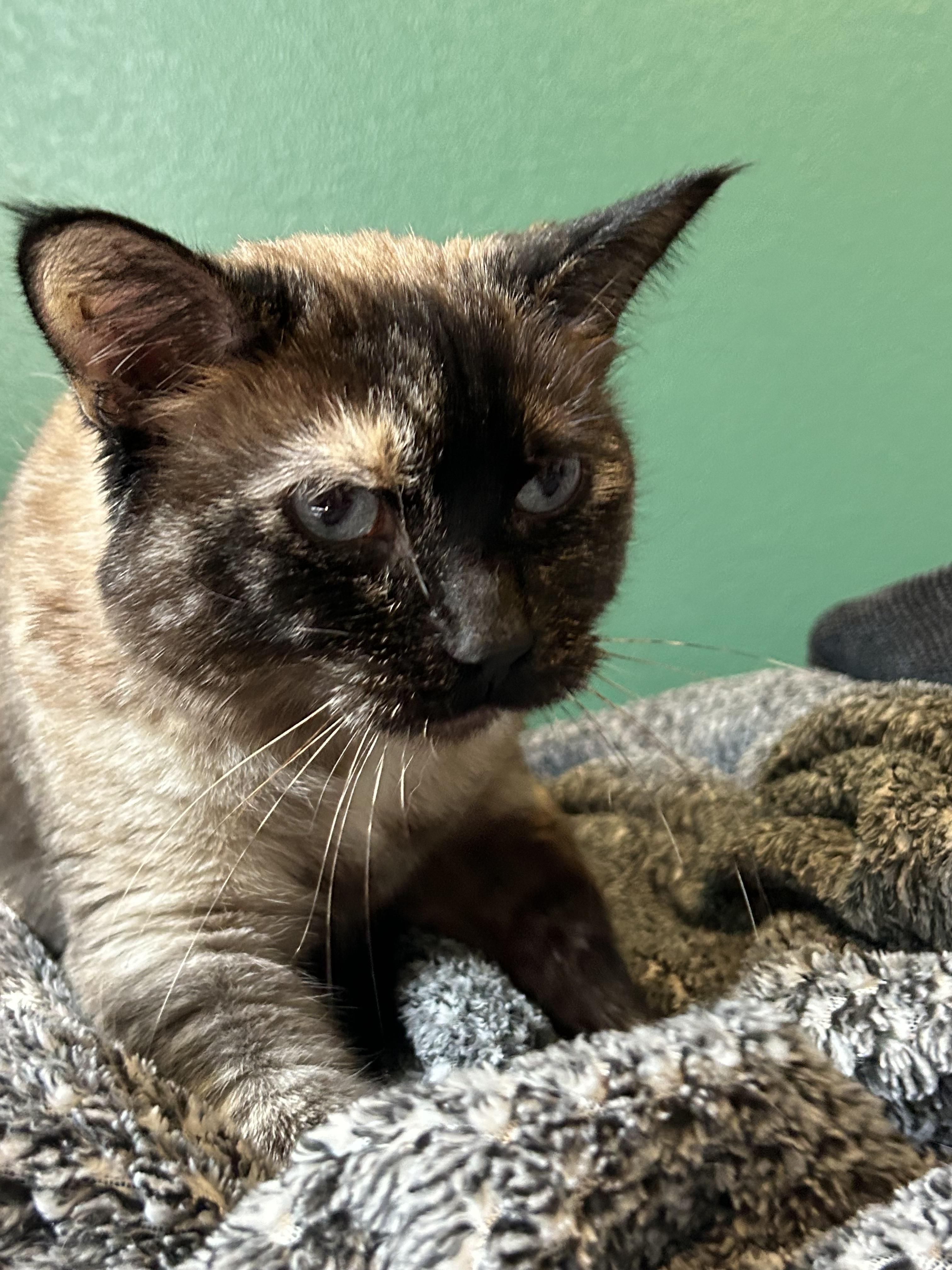 Enlarge Mia, a Adopted mixed breed in Hurricane, UT image 4/6