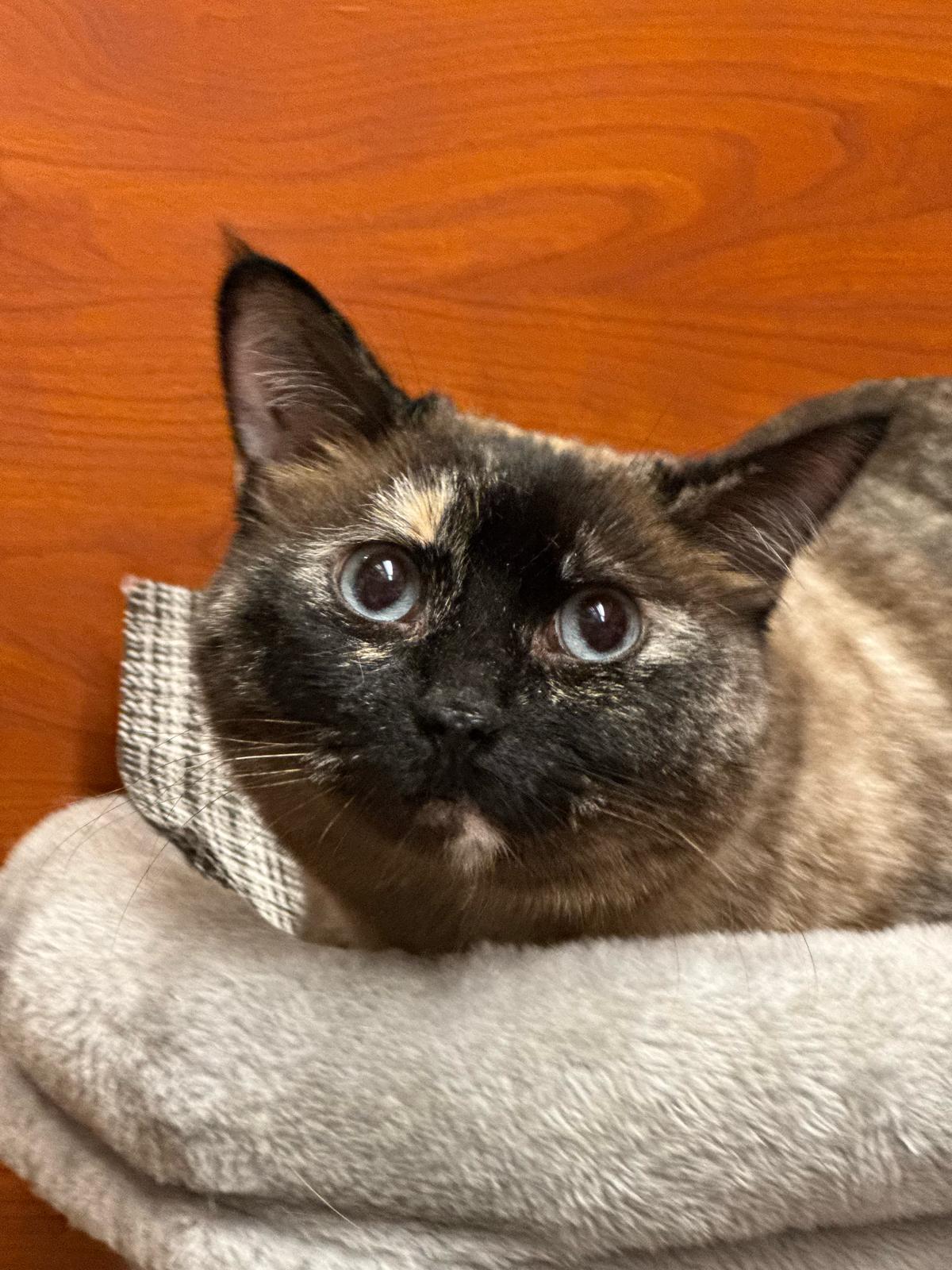 Enlarge Mia, a Adopted mixed breed in Hurricane, UT image 5/6