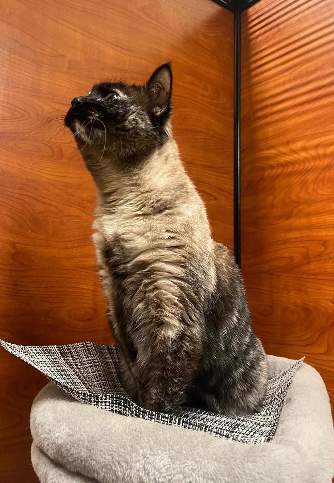 Enlarge Mia, a Adopted mixed breed in Hurricane, UT image 6/6