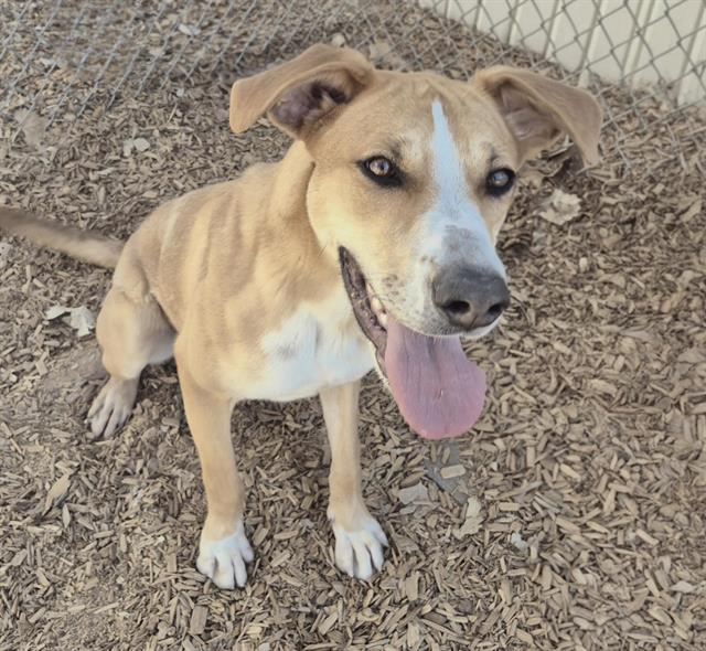 Enlarge LYRIC, a Adoptable mixed breed in Albuquerque, NM image 1/1