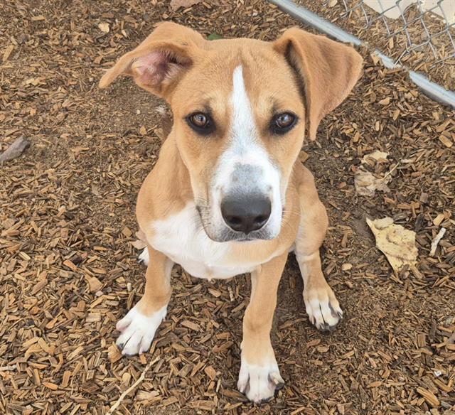 Enlarge GOOFY, a Adoptable mixed breed in Albuquerque, NM image 1/1