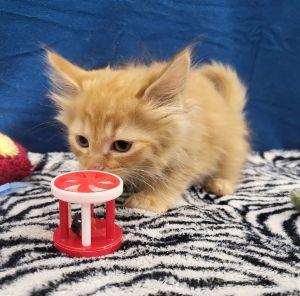 Larry, an adopted Domestic Long Hair in Bucyrus, OH image 3/3