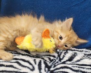 Larry, an adopted Domestic Long Hair in Bucyrus, OH image 2/3