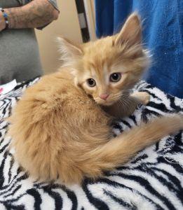 Larry, an adopted Domestic Long Hair in Bucyrus, OH image 1/3