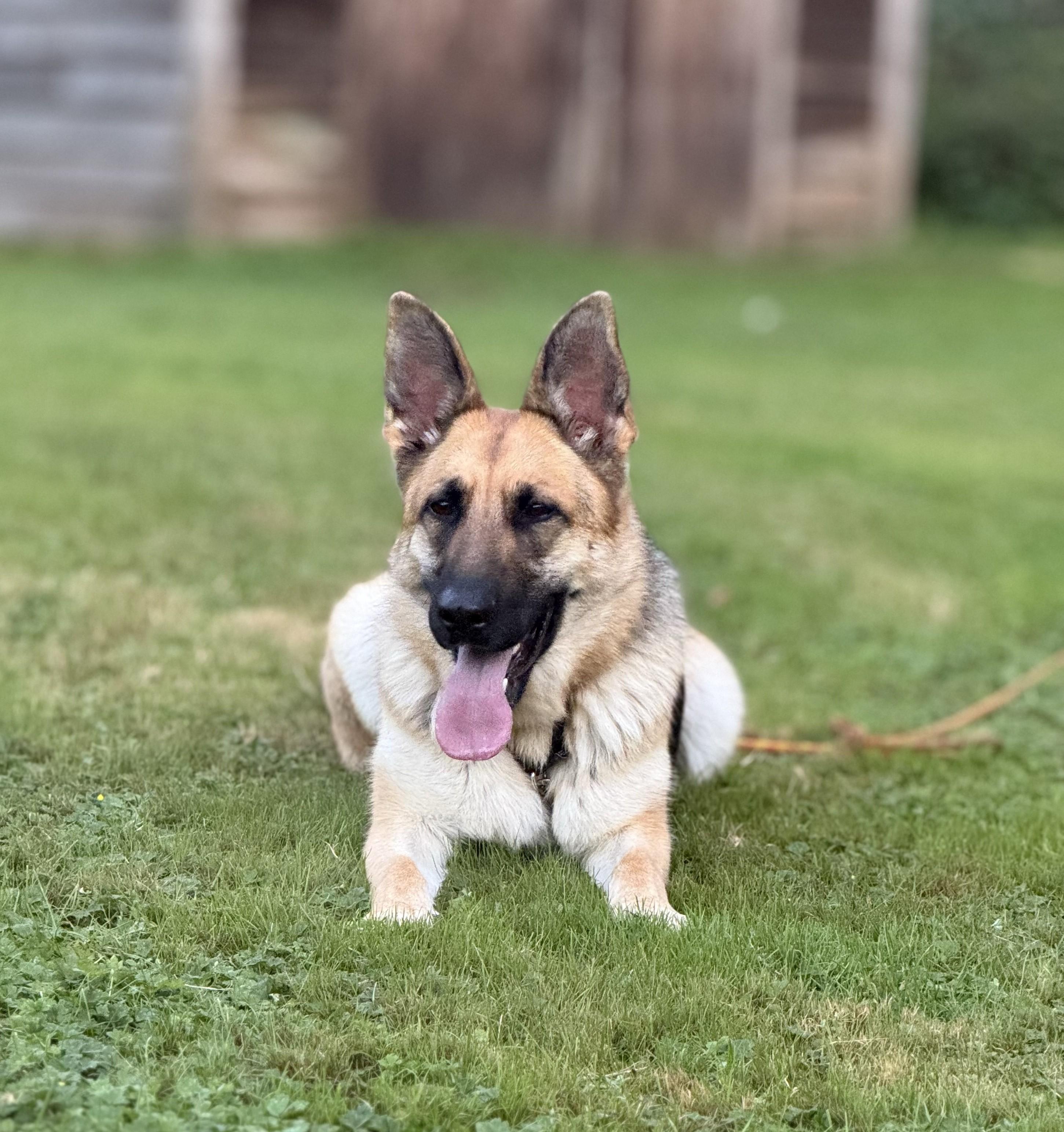 Enlarge Alaya 40394 (Approx. 2 Years Old), a Adoptable German Shepherd Dog in Langley, BC image 1/5