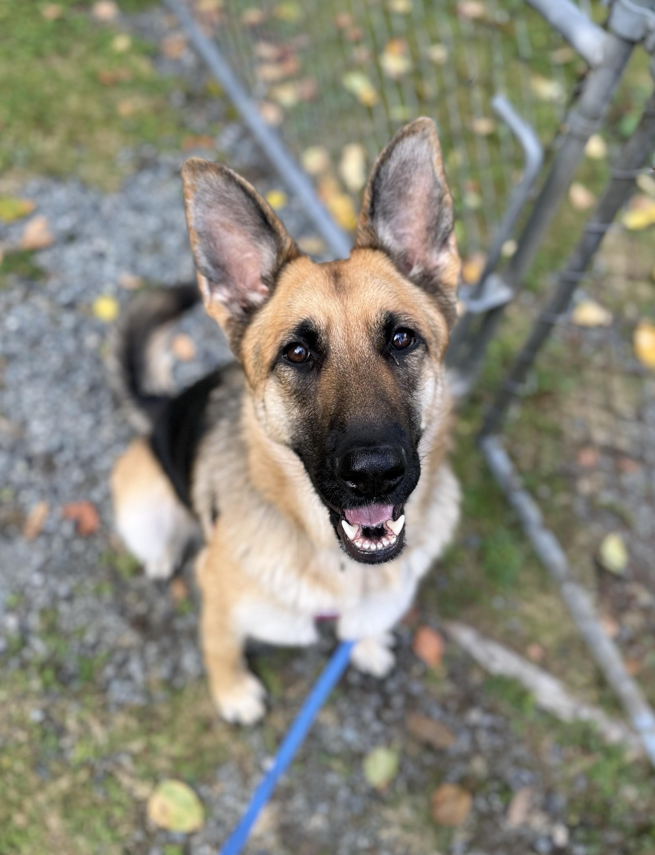 Enlarge Alaya 40394 (Approx. 2 Years Old), a Adoptable German Shepherd Dog in Langley, BC image 2/5