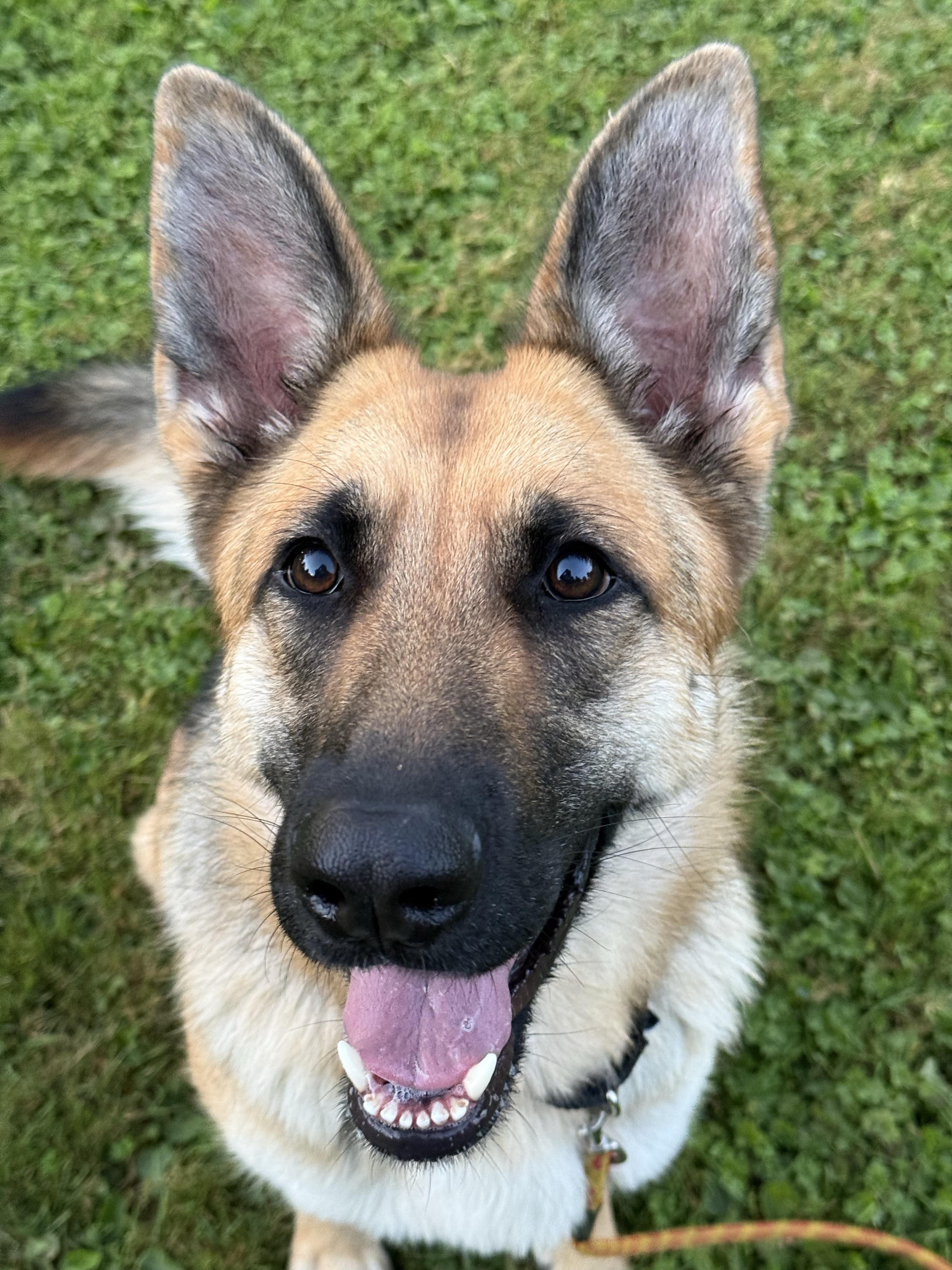 Enlarge Alaya 40394 (Approx. 2 Years Old), a Adoptable German Shepherd Dog in Langley, BC image 5/5