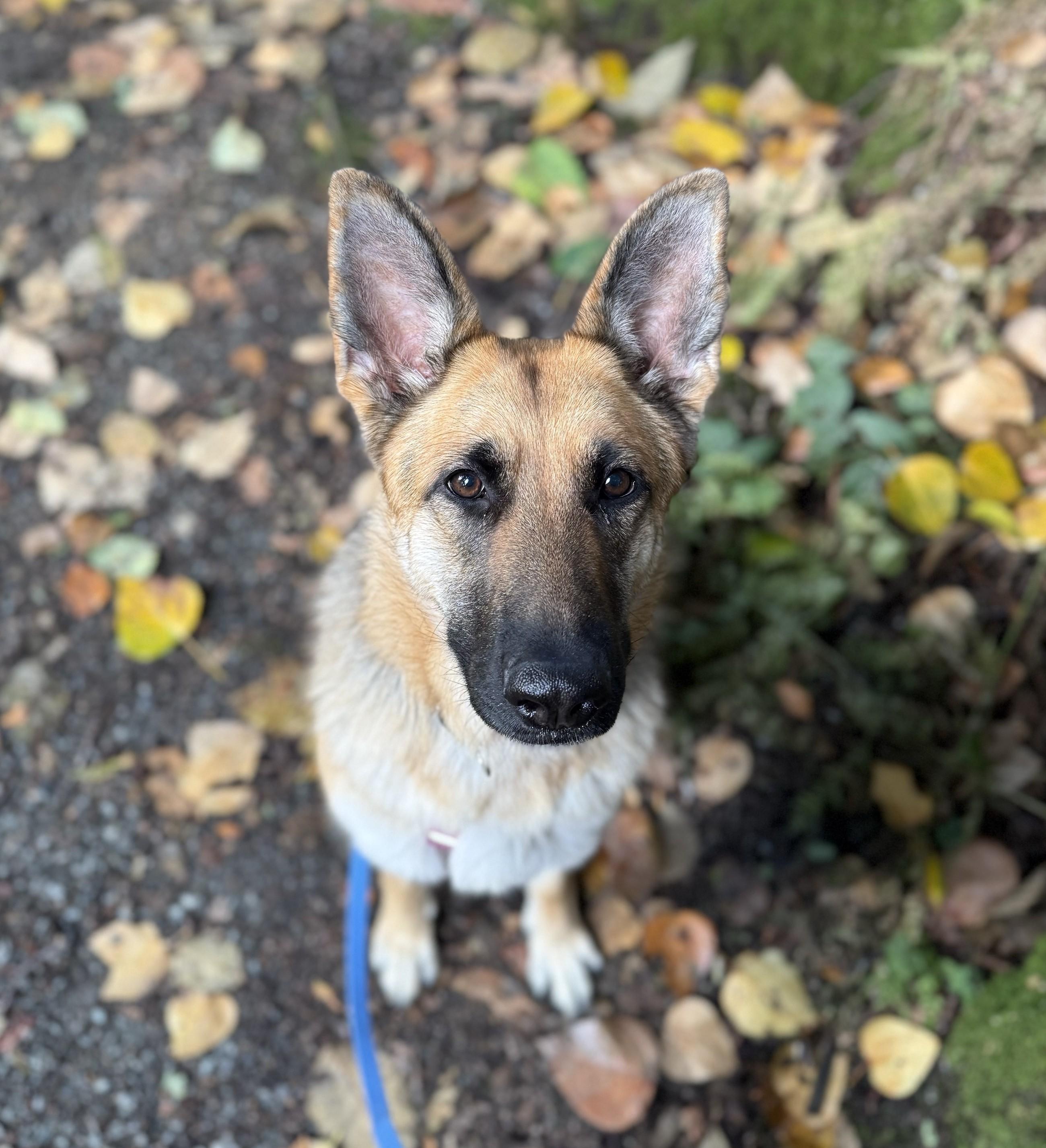 Enlarge Alaya 40394 (Approx. 2 Years Old), a Adoptable German Shepherd Dog in Langley, BC image 4/5
