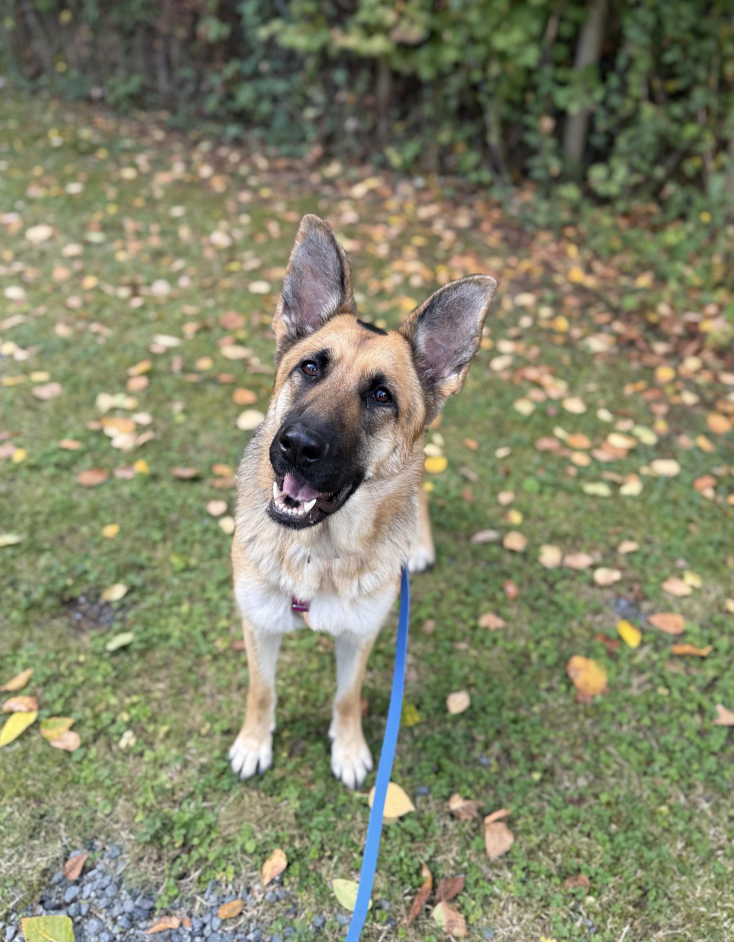 Enlarge Alaya 40394 (Approx. 2 Years Old), a Adoptable German Shepherd Dog in Langley, BC image 3/5