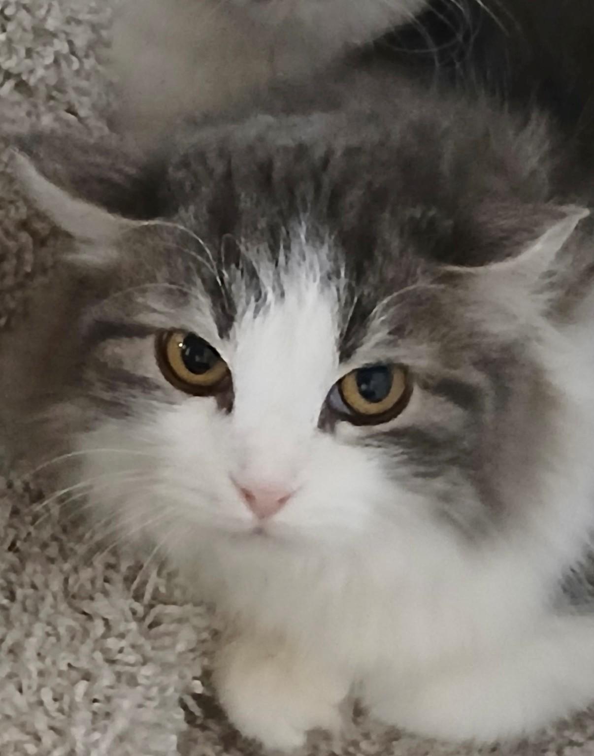 Landon, adopted, Young Male Domestic Long Hair.