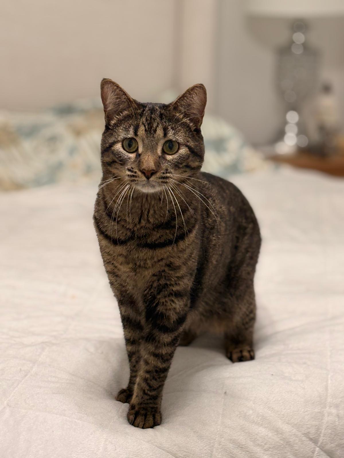 Enlarge Gurt, a ADOPTABLE Domestic Short Hair in Boston, MA image 1/5