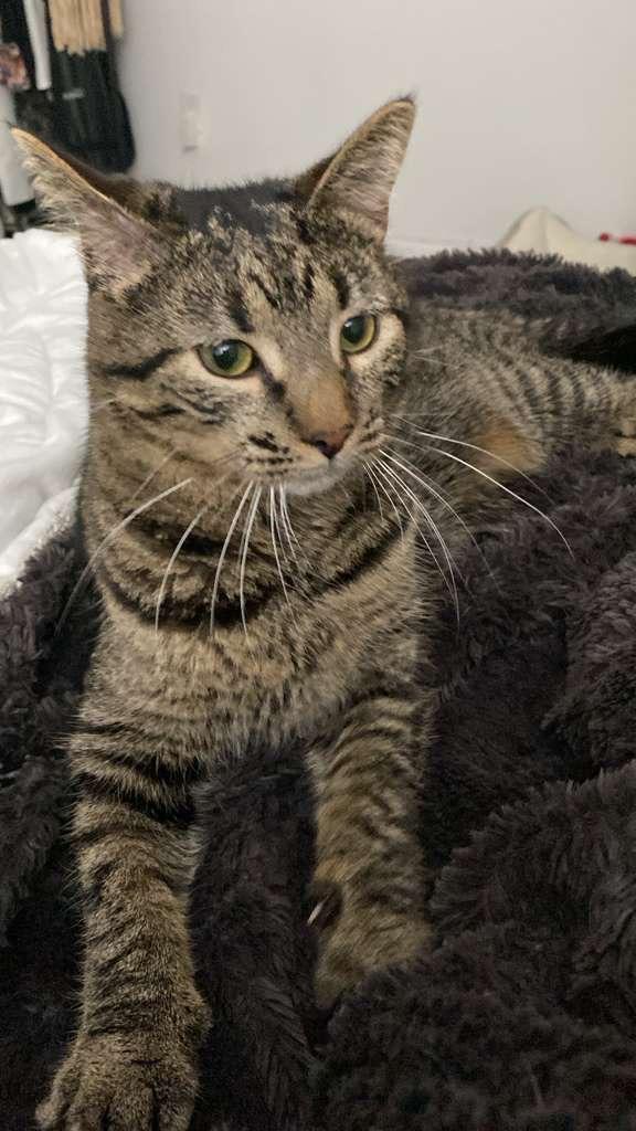 Enlarge Gurt, a ADOPTABLE Domestic Short Hair in Boston, MA image 2/4