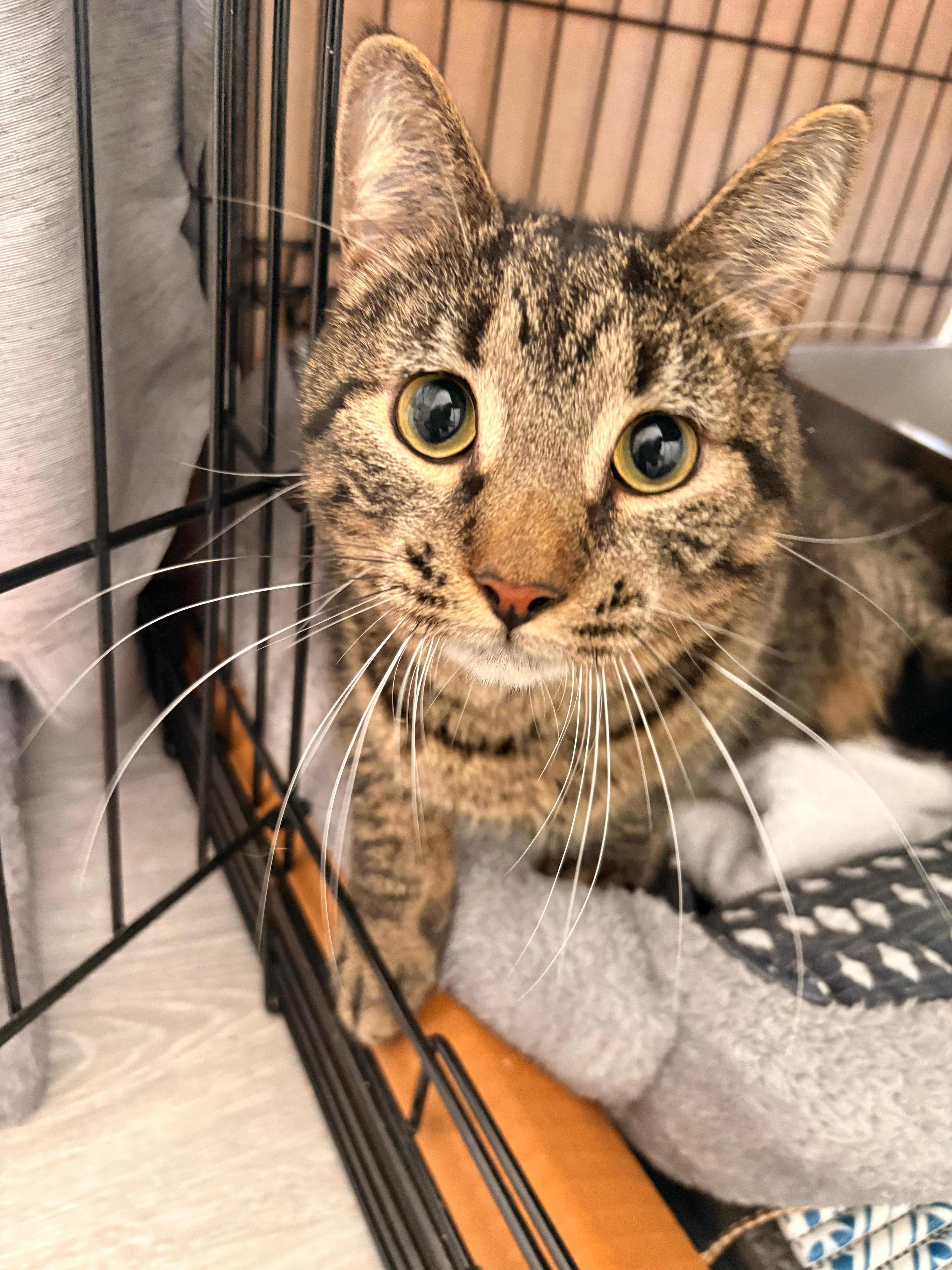 Enlarge Gurt, a ADOPTABLE Domestic Short Hair in Boston, MA image 3/4