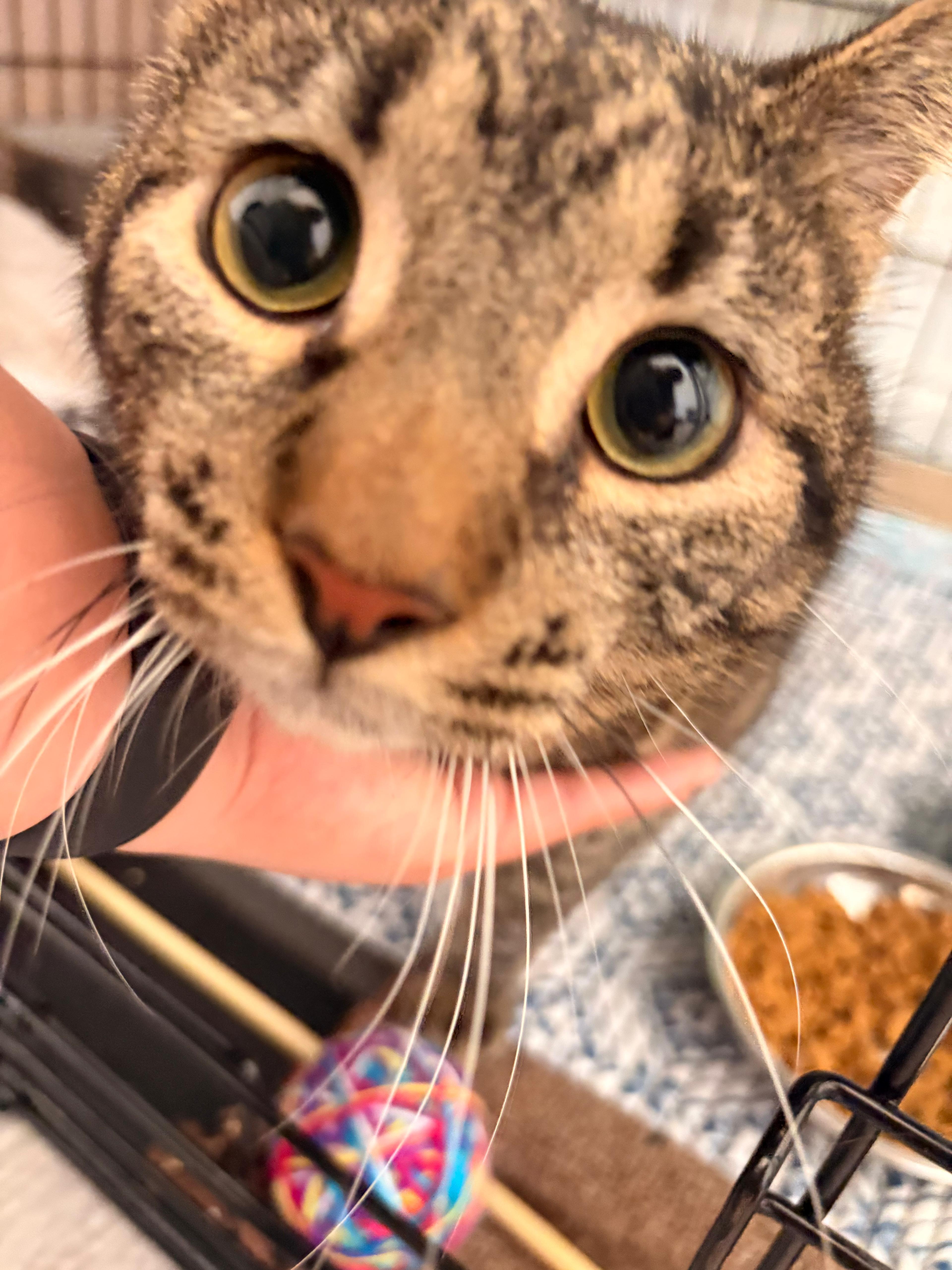 Enlarge Gurt, a ADOPTABLE Domestic Short Hair in Boston, MA image 1/4