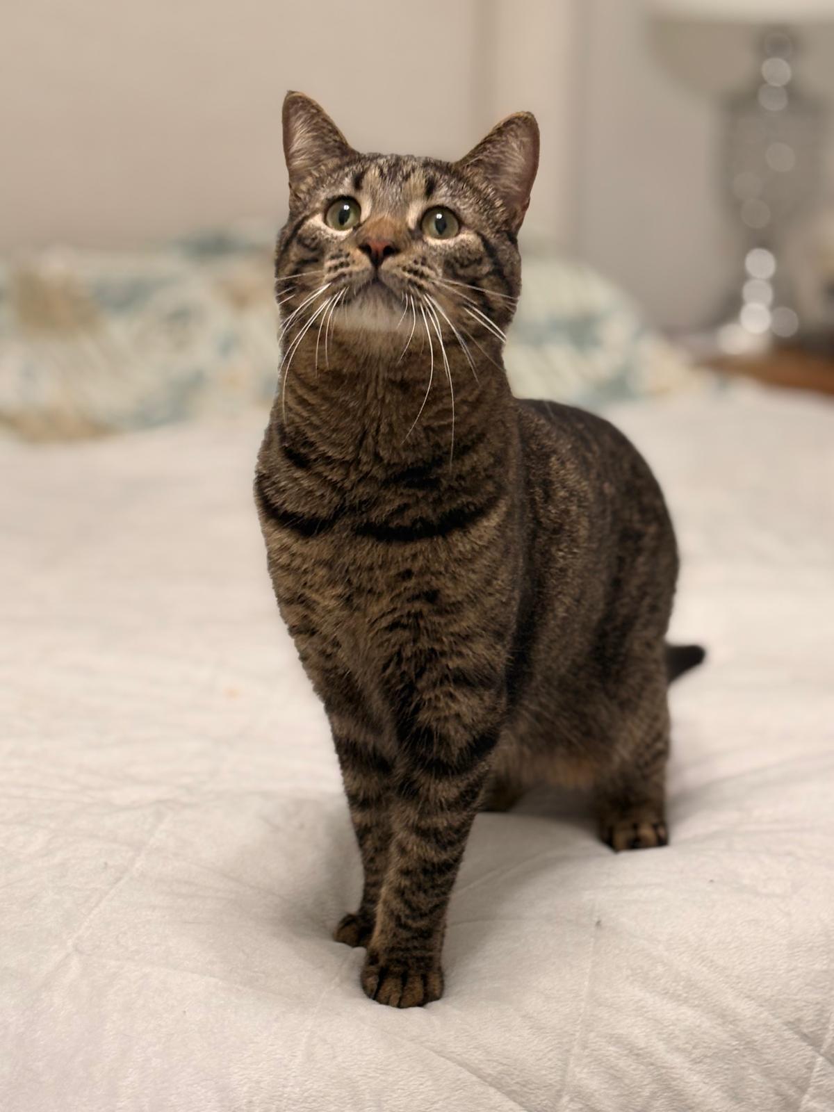 Enlarge Gurt, a ADOPTABLE Domestic Short Hair in Boston, MA image 2/5