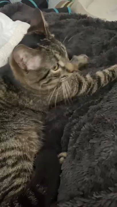 Enlarge Gurt, a ADOPTABLE Domestic Short Hair in Boston, MA video 4/4