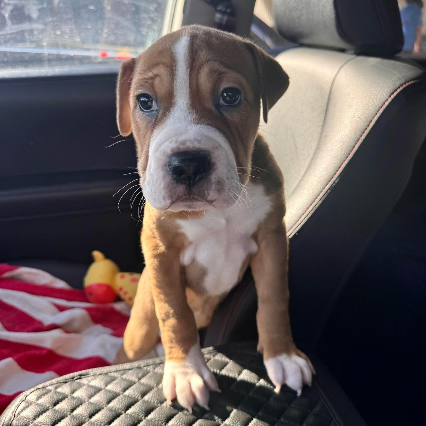 Enlarge Wrinkles, a ADOPTABLE mixed breed in Salem, NH image 2/6