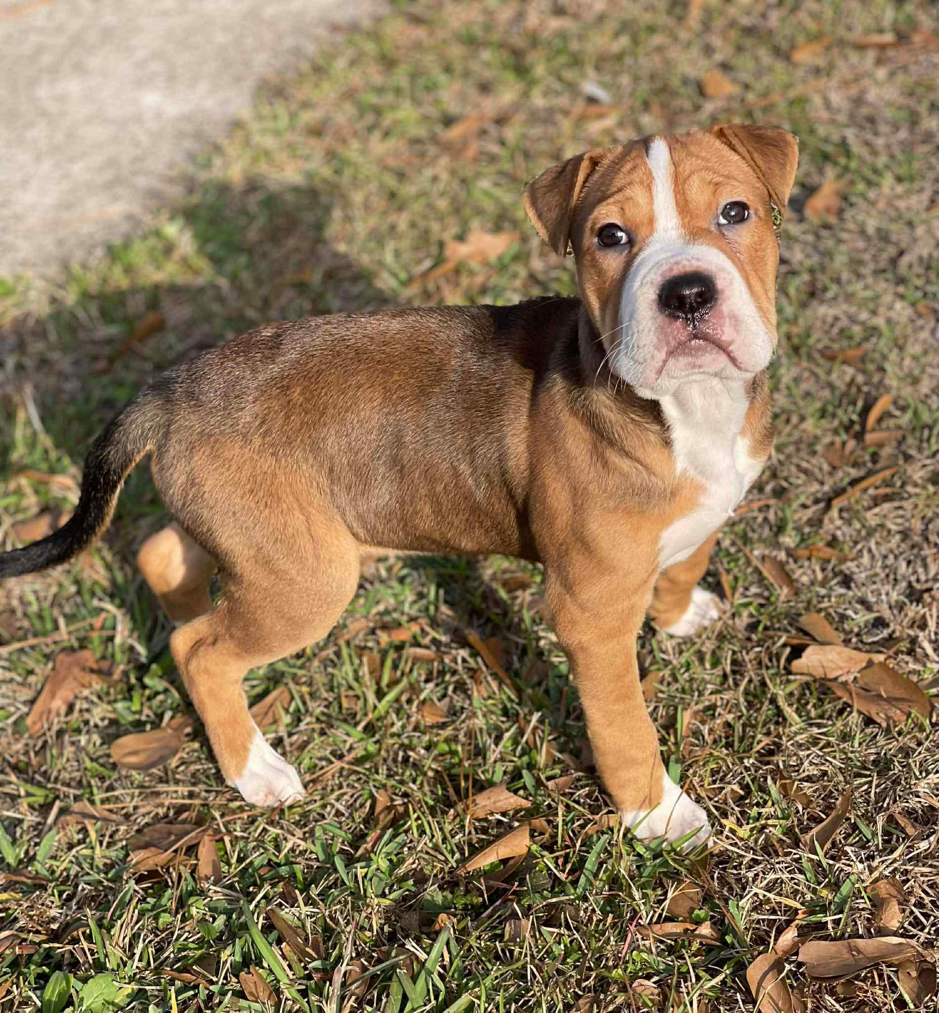 Enlarge Wrinkles, a ADOPTABLE mixed breed in Salem, NH image 5/6