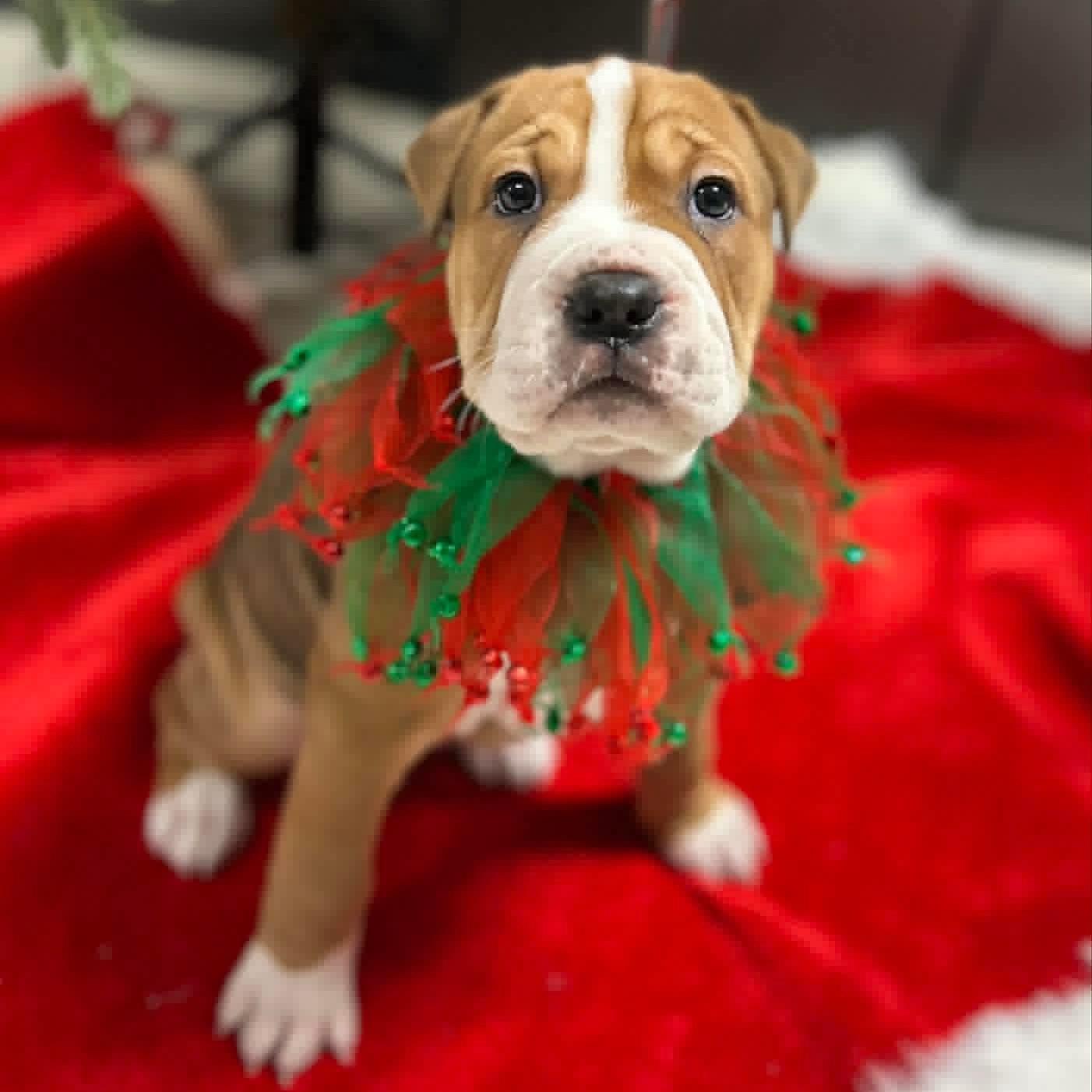 Enlarge Wrinkles, a ADOPTABLE mixed breed in Salem, NH image 4/6