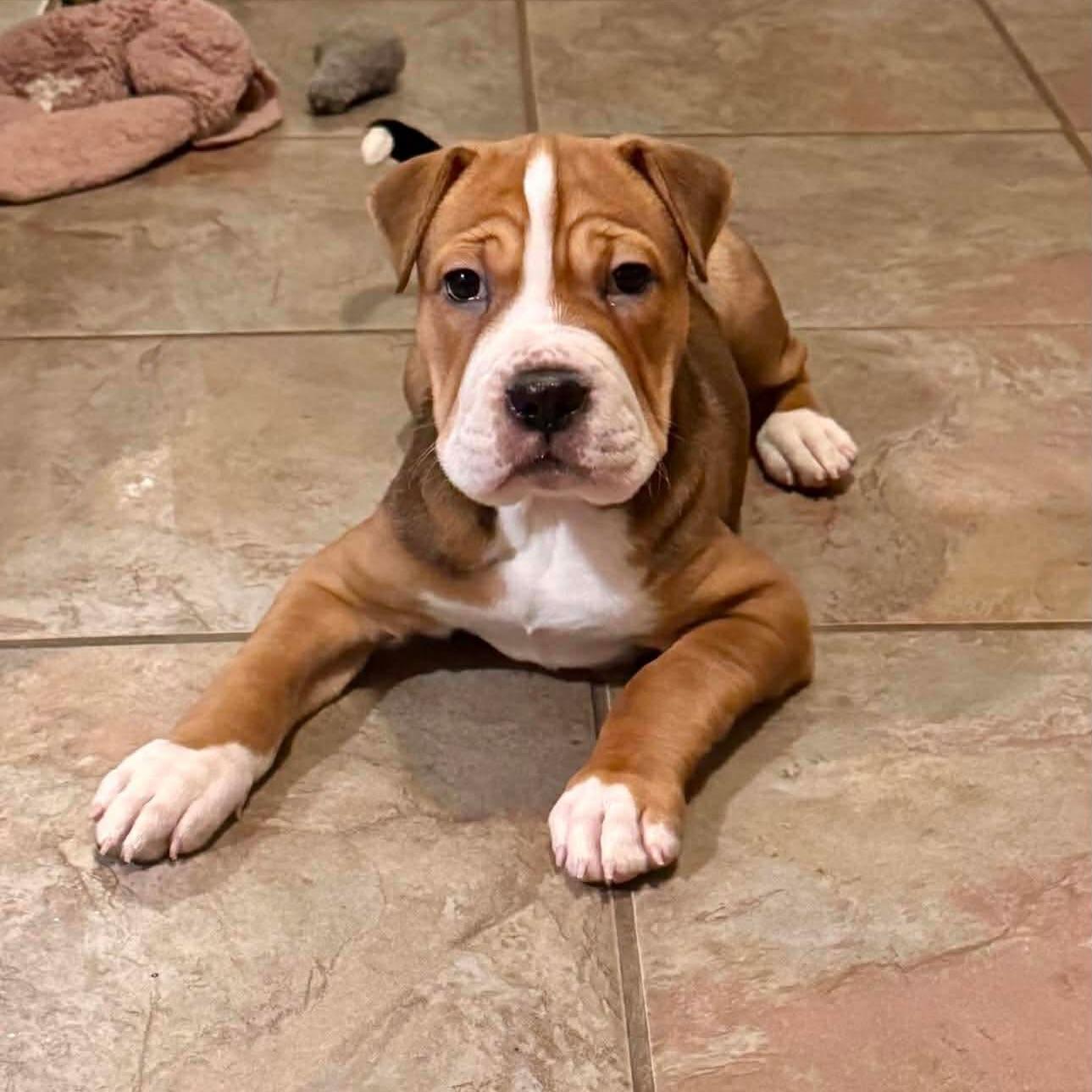 Enlarge Wrinkles, a ADOPTABLE mixed breed in Salem, NH image 3/6