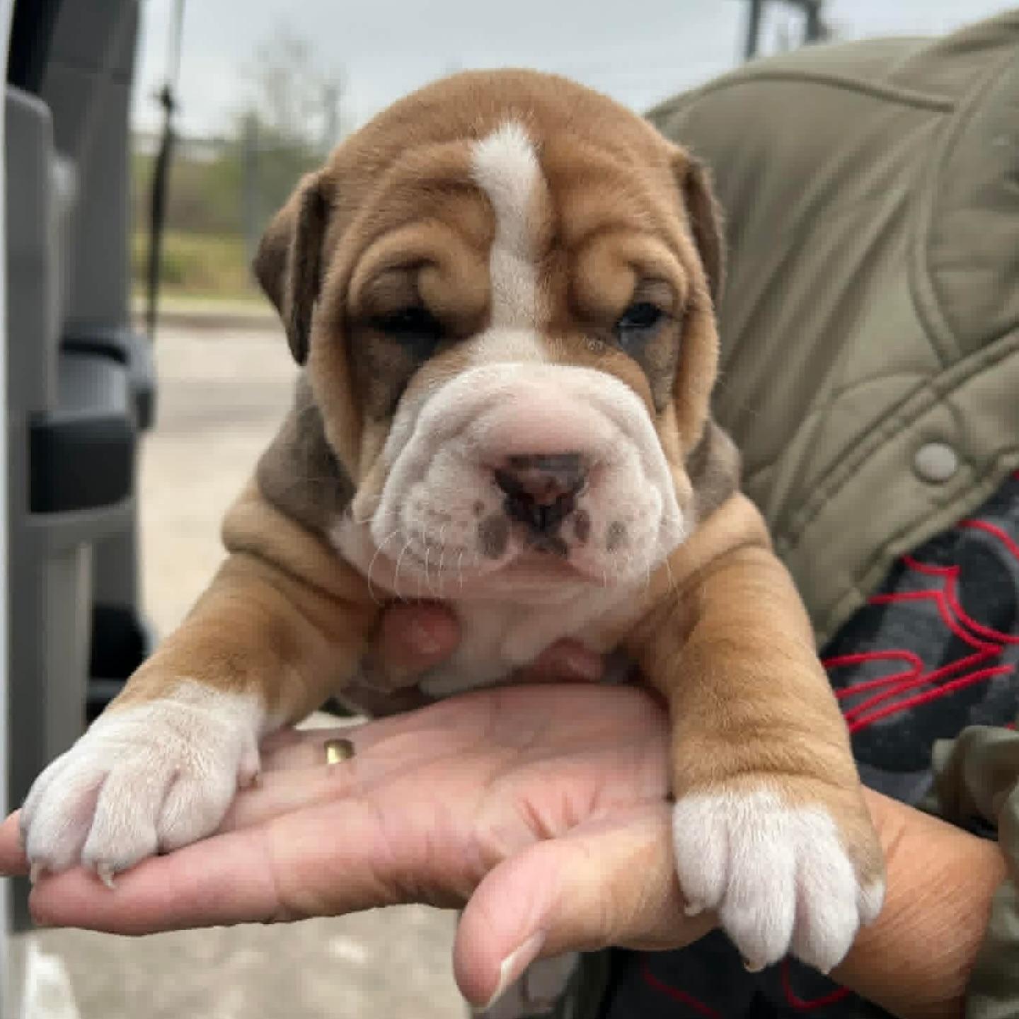 Enlarge Wrinkles, a ADOPTABLE mixed breed in Salem, NH image 1/6