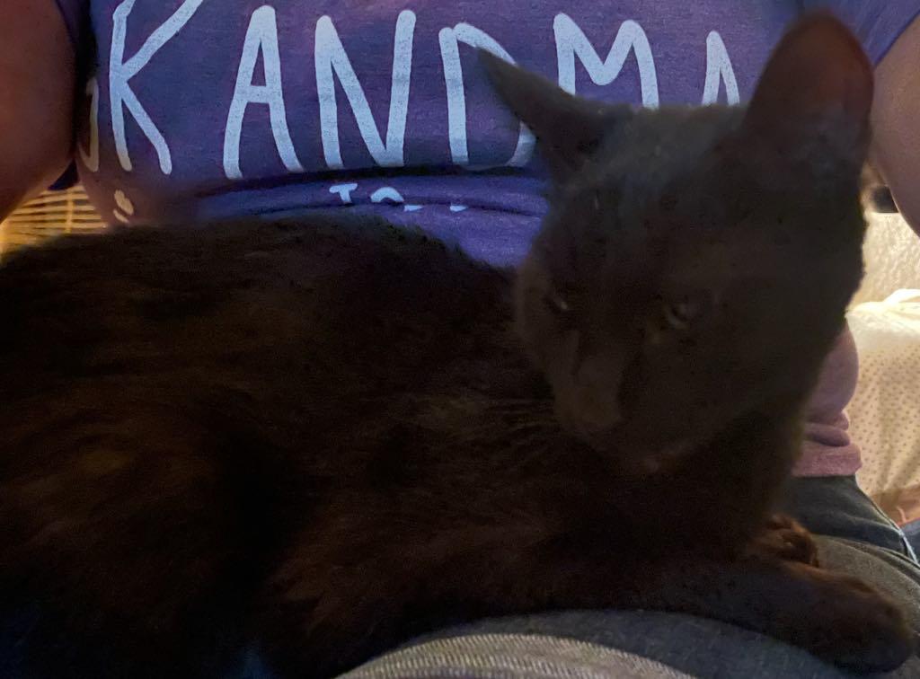 Jade, Adopted, Young Female Domestic Short Hair.