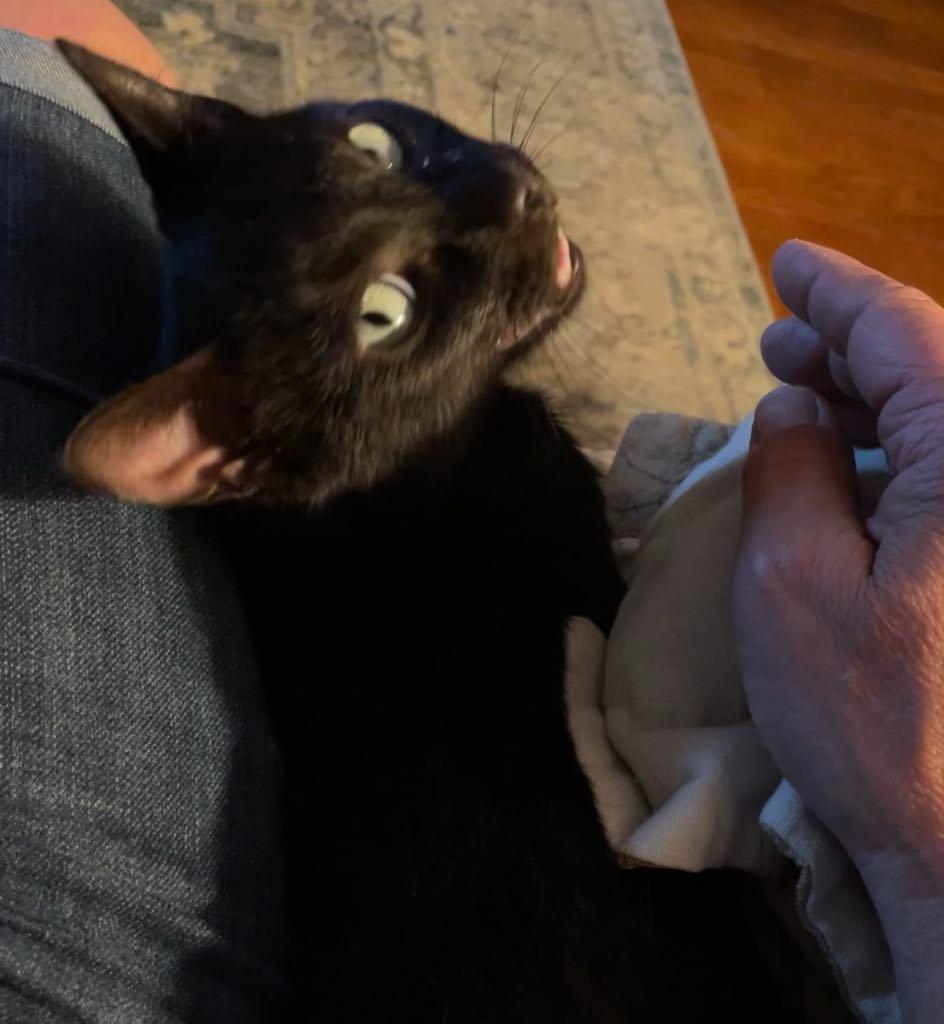 Jade, a Adopted Domestic Short Hair in Cortland, OH image 2/3