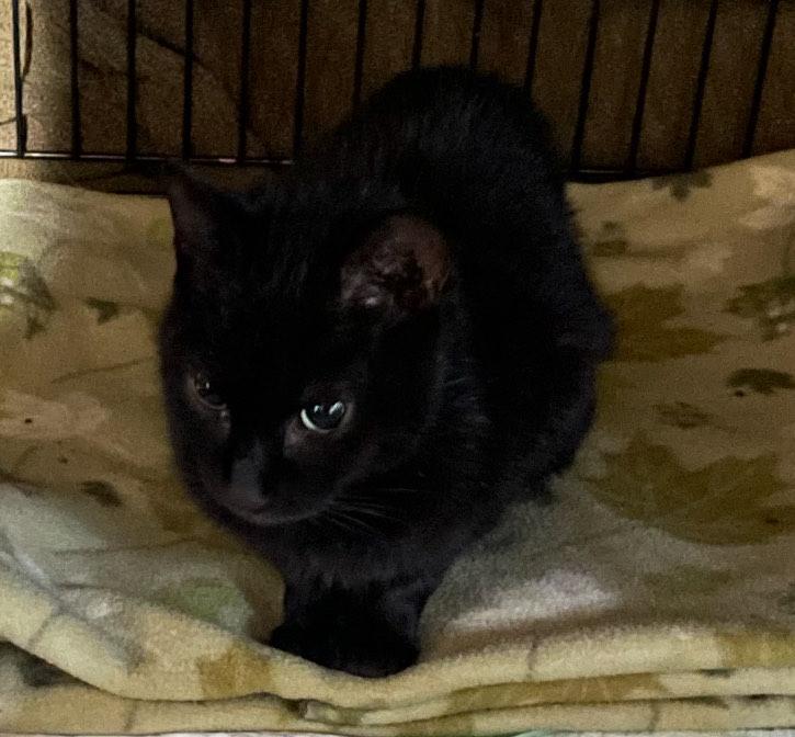 Jade, a Adopted Domestic Short Hair in Cortland, OH image 3/3