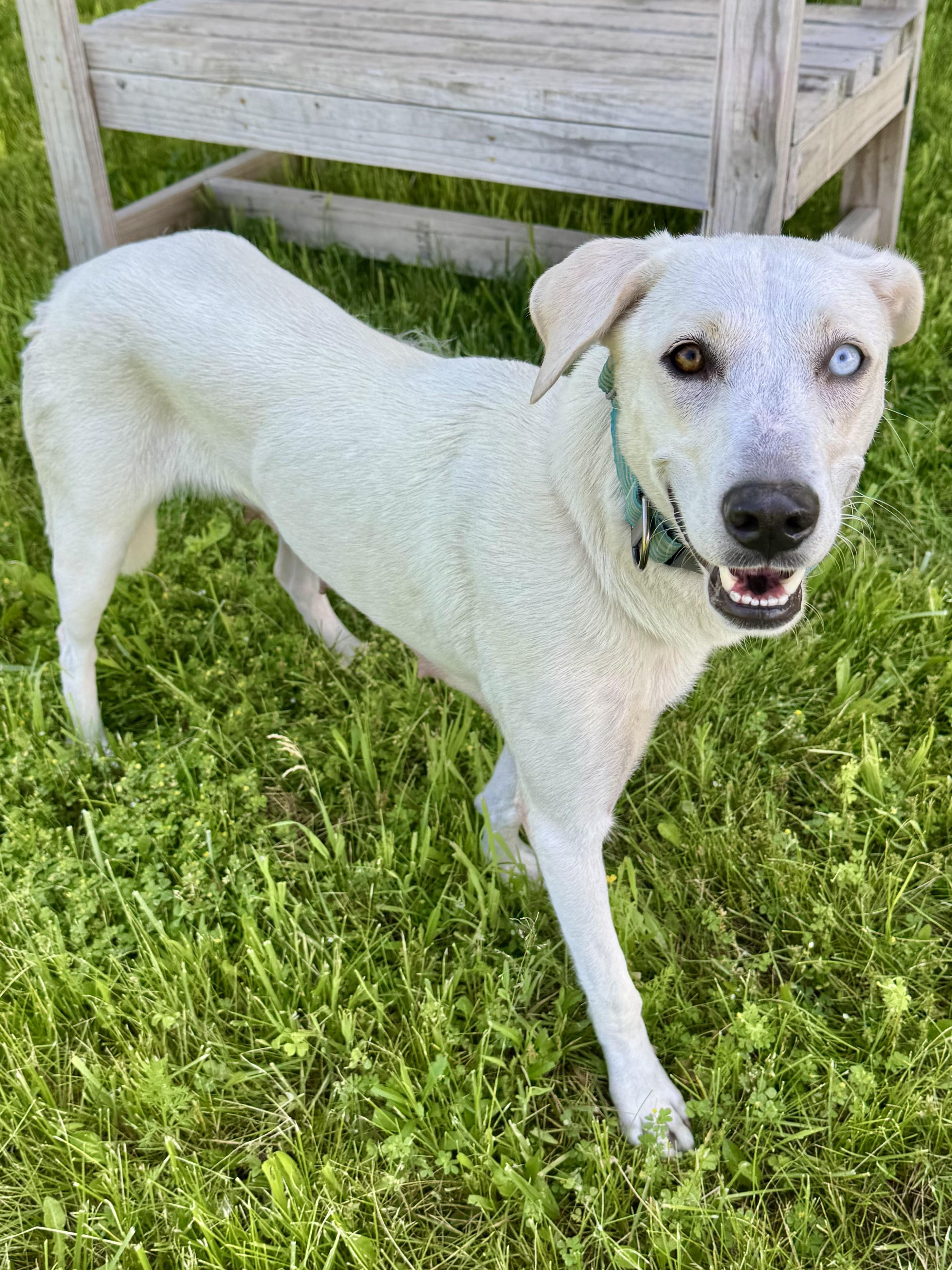 Enlarge Tessa, a ADOPTABLE mixed breed in St. Joseph, MI image 1/1