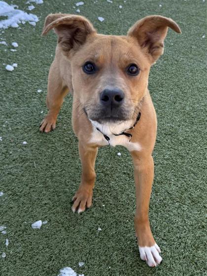 Arthur, a Adoptable mixed breed in Hutchinson, KS image 1/3