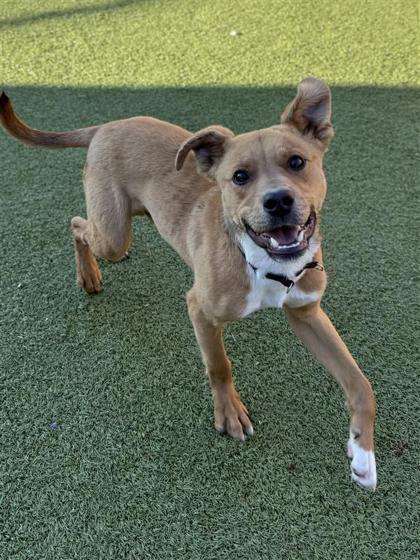 Arthur, a Adoptable mixed breed in Hutchinson, KS image 2/3