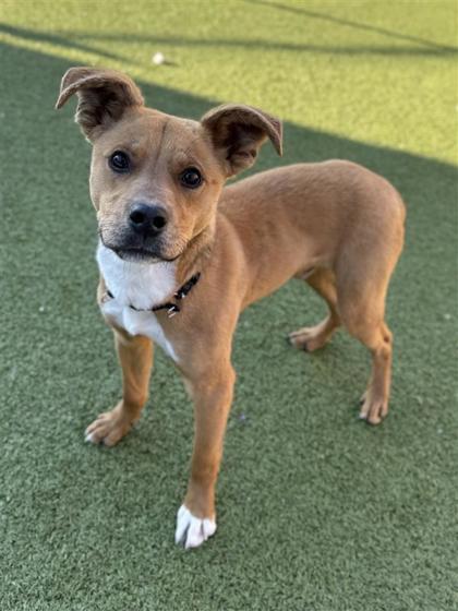 Arthur, a Adoptable mixed breed in Hutchinson, KS image 3/3