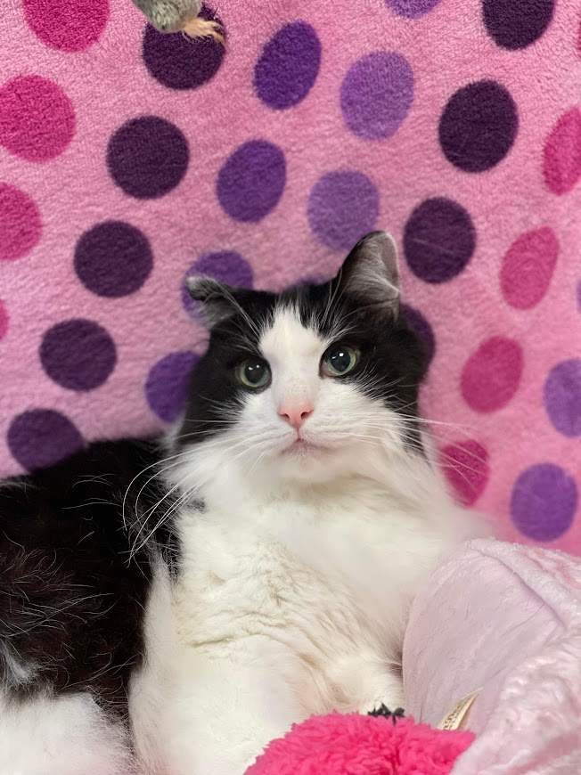 Albert, Adult Male unknown