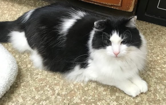 Albert
