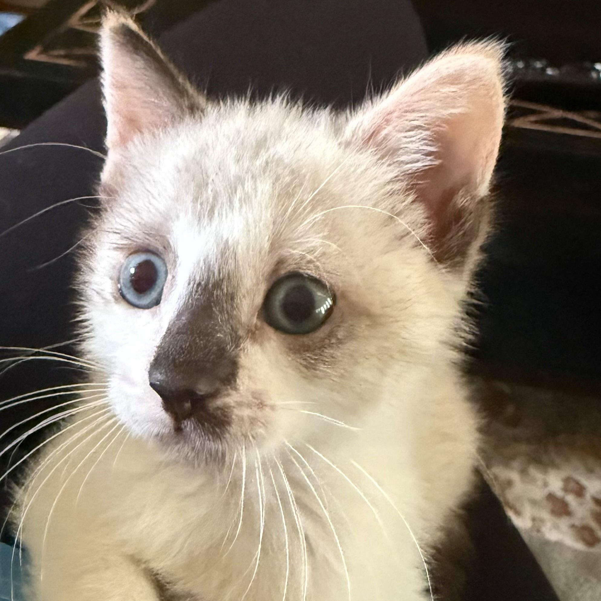 Emme, Adoptable, Young Female Domestic Short Hair & Siamese.