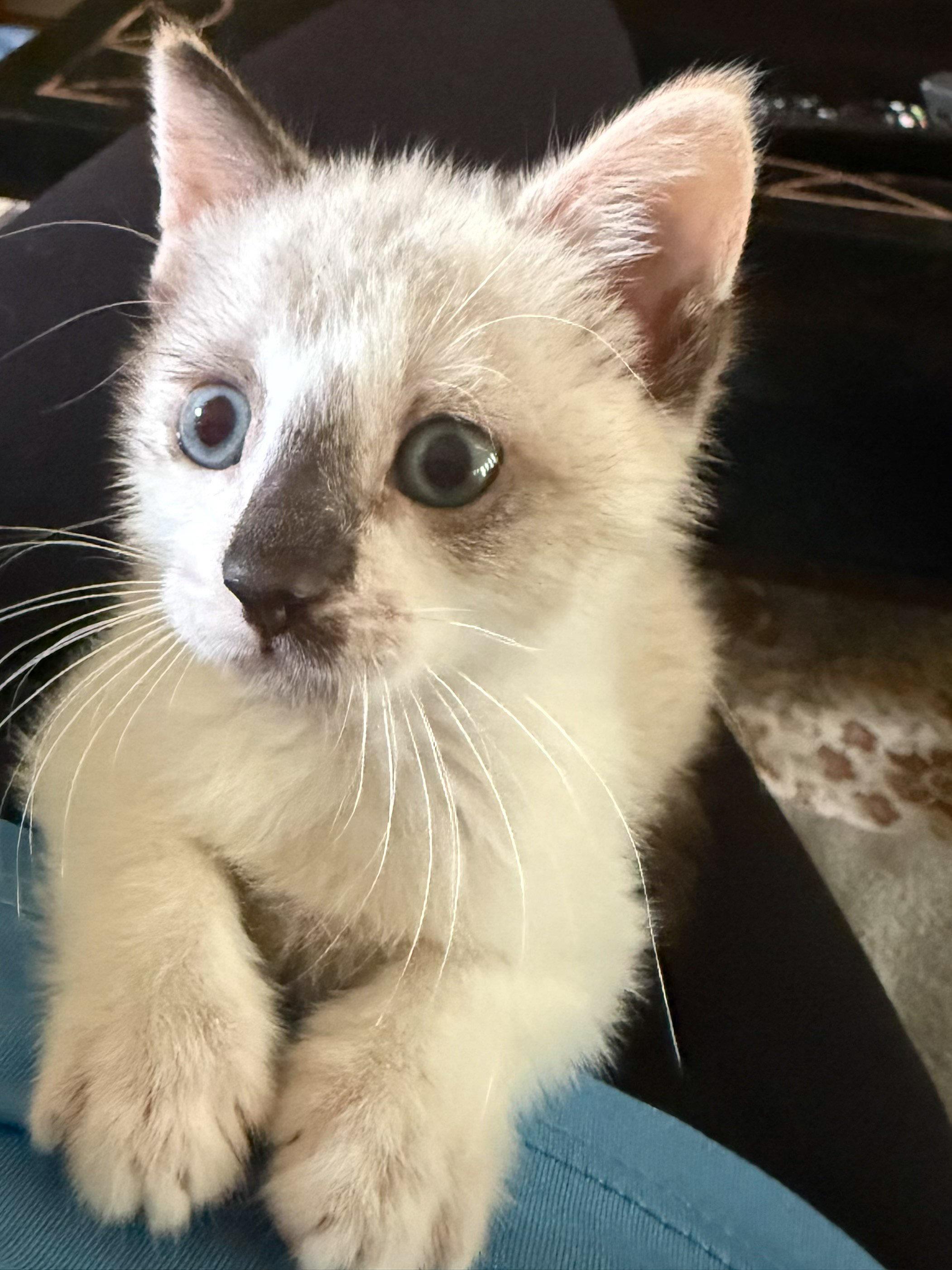 Emme, a Adoptable mixed breed in Naples, FL image 2/4