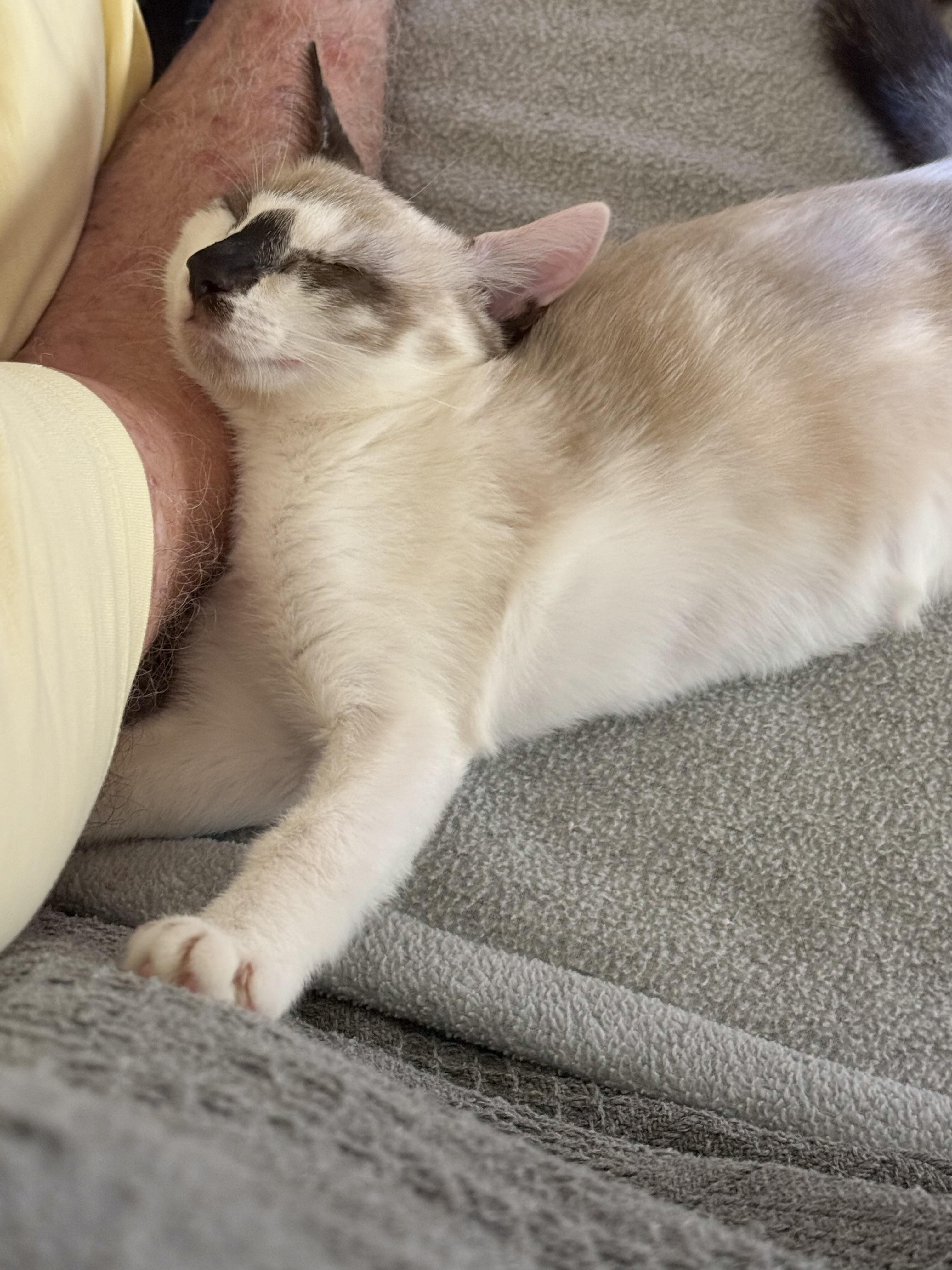 Emme, a Adoptable mixed breed in Naples, FL image 3/4