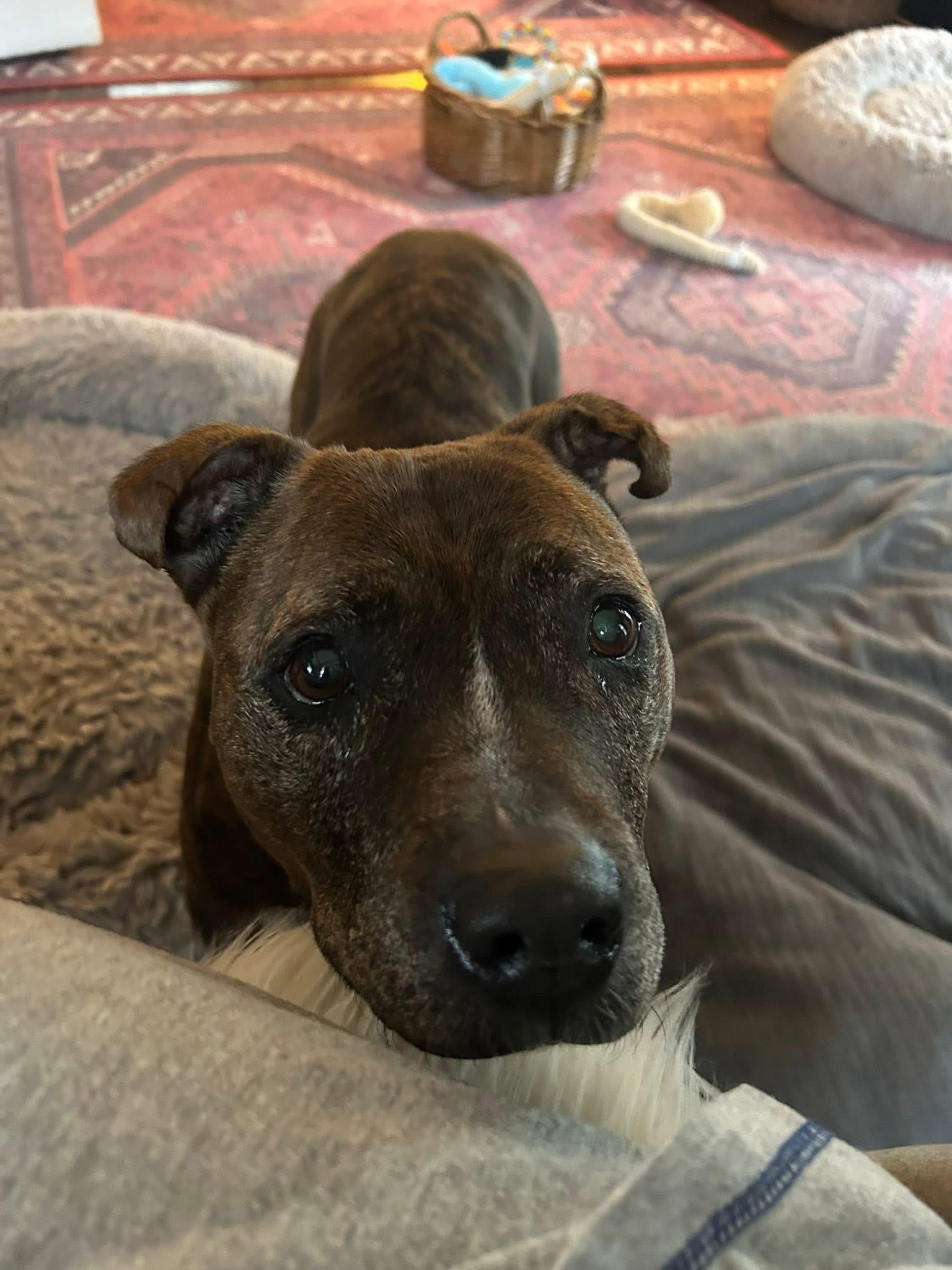 Enlarge Fresa, a ADOPTABLE mixed breed in Greenwood, IN image 2/6