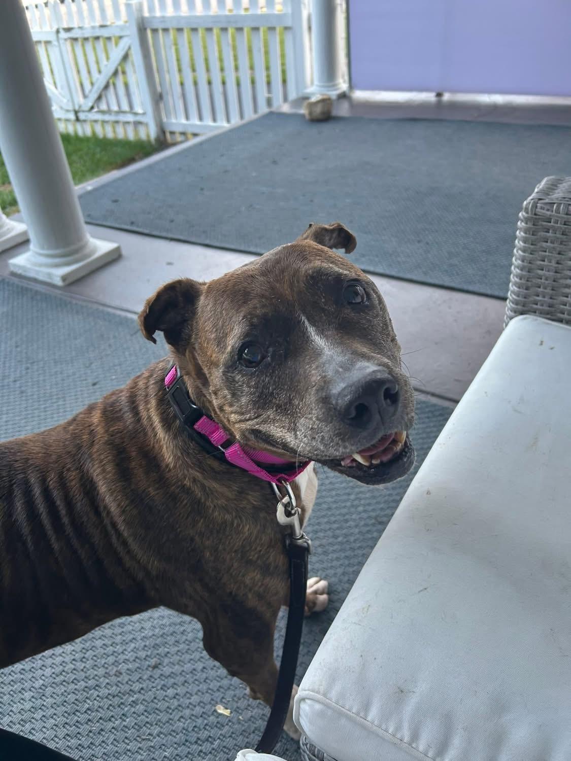 Enlarge Fresa, a ADOPTABLE mixed breed in Greenwood, IN image 1/6